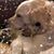 Karyn Baeten Critser's profile image