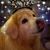 Alice Sweeney Kanelos's profile image