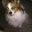 Susanna Perkins's profile image