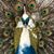 Julie Blackwell Jeffrey's profile image