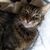 Lori Mortensen's profile image