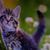 Alice Gallina's profile image
