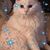Tina Davis's profile image