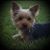 Kathy Vossen-Dahm's profile image