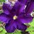 Lilly Kaya Green's profile image