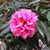 Susan Pinciotti's profile image