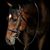 Rachel Lariccia Hammel's profile image