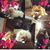 Sue Dowdall's profile image