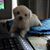 Anne Sipes's profile image