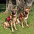 Trish Schommer's profile image