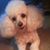 Shelba Stapp's profile image