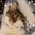 Alice Allen's profile image