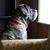 Katy Smeltzer Goslin's profile image