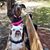 Julie Westphal's profile image