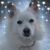Shannon Villa Kitch's profile image