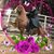 Rebecca Felton's profile image