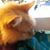 Lorraine Shamma's profile image