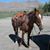 Dawn Shay's profile image