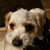 Nancy Dillon's profile image