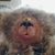 Scarlett Tremaine's profile image
