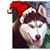 Shanon Sara's profile image