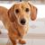 Sidney Sanders-Coulthard's profile image