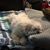 Deb Puckett Wilson's profile image