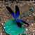 Judy Chesley's profile image