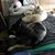 Alison Scowden's profile image