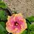 Susan Colebrook Beard's profile image