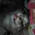 Brandy Alene's profile image