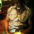 William Sternes's profile image