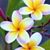 Safa Kabr's profile image