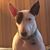 Wendy Donohue's profile image