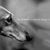 Lynnae Van Doren's profile image