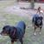 Sue Roberson's profile image