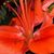 Lynne Dorshimer's profile image