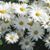 Sharon Tomkivits Kroll's profile image