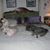 Carol Traylor Birchfield White's profile image