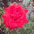 Jody Rose Perkins's profile image