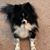 Ceyna Candia's profile image