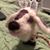 Brandy Shealer's profile image
