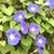 Joyce Peters Baugh's profile image