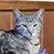 Manfred Galonska's profile image