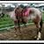 Linda Hornberger's profile image