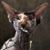 Brett Wolff's profile image