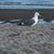 Sue Armbruster's profile image