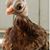 Tracey L Frith's profile image