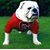 Laura Chessher's profile image