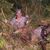Melissa McCaughan's profile image